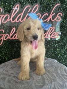 F1 Mini/Med Goldendoodle Puppy “Lacie” 30-40 lbs Female Pups 4