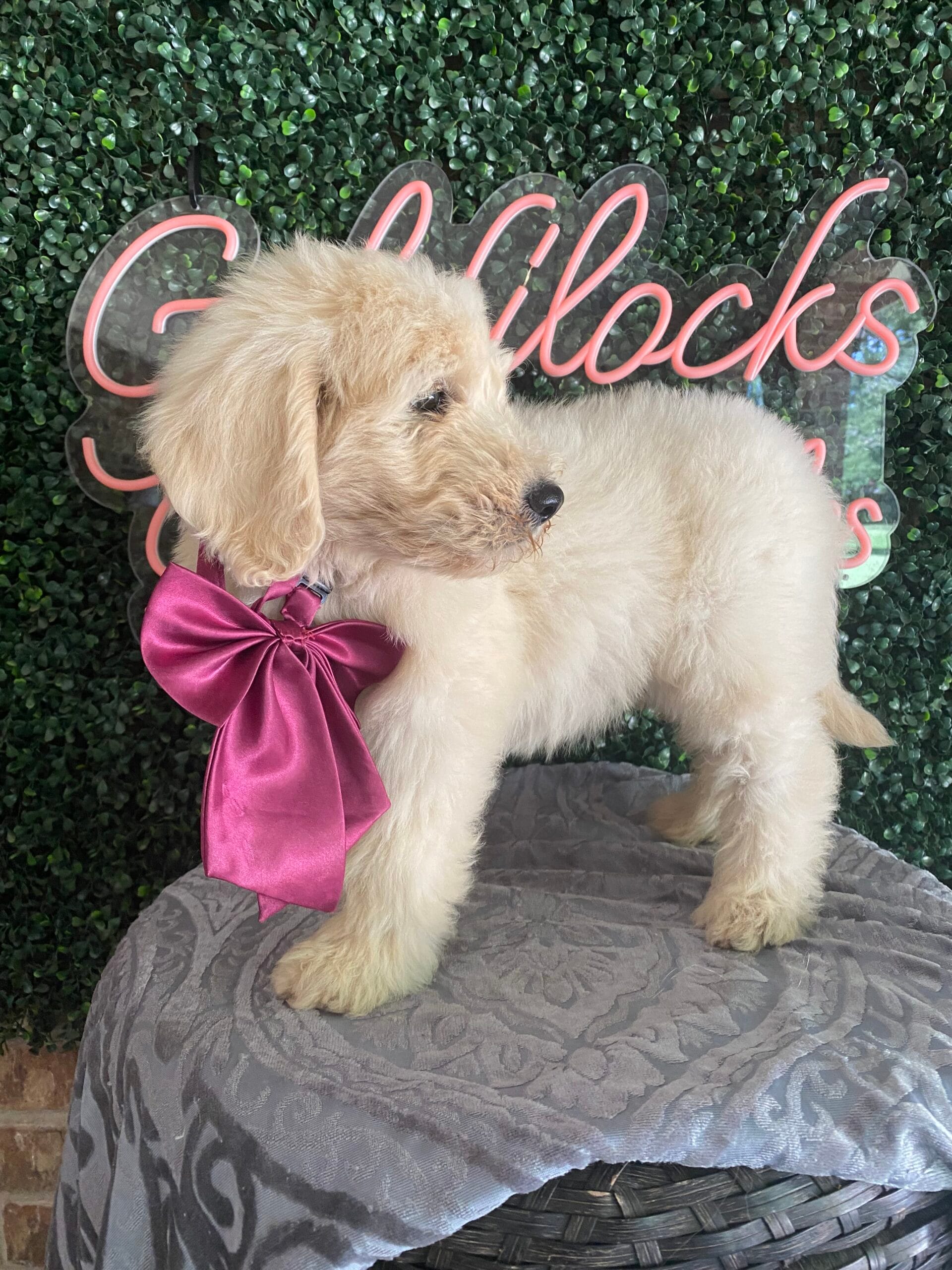 F1b Mini Goldendoodles Adult F1 Goldendoodle Difference Between F1