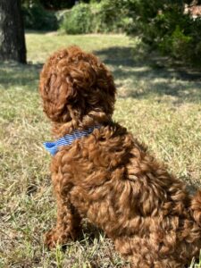 F1B Micro Goldendoodle Male Puppy “Elijah Woof” 15-25 lbs 2