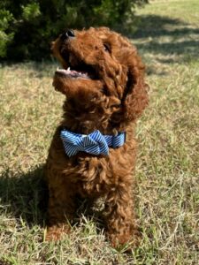 F1B Micro Goldendoodle Male Puppy “Elijah Woof” 15-25 lbs 3