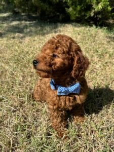 F1B Micro Goldendoodle Male Puppy “Elijah Woof” 15-25 lbs 4