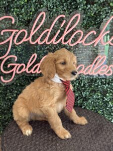 F1B Standard Goldendoodle Male Puppy “Nico” 55-65 lbs 2