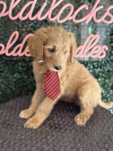 F1B Standard Goldendoodle Male Puppy “Nico” 55-65 lbs 3