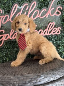 F1B Standard Goldendoodle Male Puppy “Nico” 55-65 lbs 4