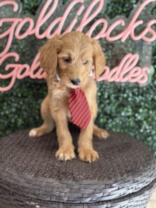 F1B Standard Goldendoodle Male Puppy “Nico” 55-65 lbs 5