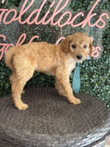 F1B Standard Goldendoodle Male Puppy “Pappy” 55-65 lbs 4