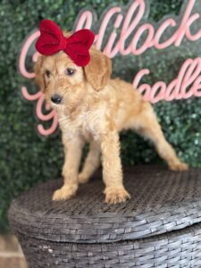 F1B Standard Goldendoodle Puppy “Effie May” 55-65 lbs Female Pups 2