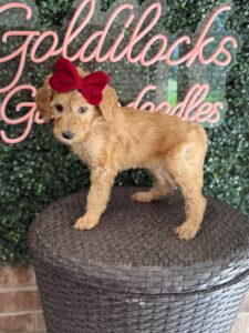 F1B Standard Goldendoodle Puppy “Effie May” 55-65 lbs Female Pups 3