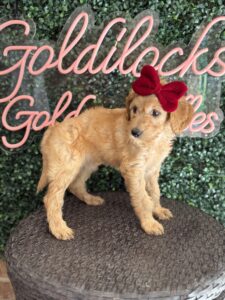 F1B Standard Goldendoodle Puppy “Effie May” 55-65 lbs Female Pups 4