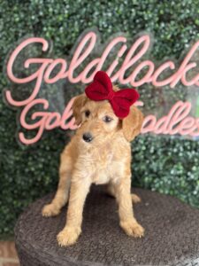 F1B Standard Goldendoodle Puppy “Effie May” 55-65 lbs Female Pups 5