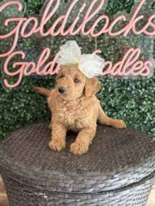 F1B Standard Goldendoodle Puppy “Faffie” 55-65 lbs Female Pups 2