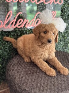 F1B Standard Goldendoodle Puppy “Faffie” 55-65 lbs Female Pups 3