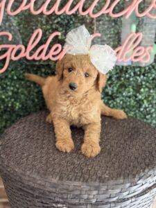 F1B Standard Goldendoodle Puppy “Faffie” 55-65 lbs Female Pups 4