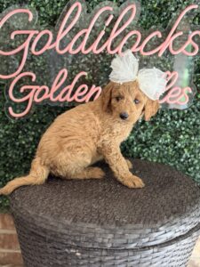 F1B Standard Goldendoodle Puppy “Faffie” 55-65 lbs Female Pups 5