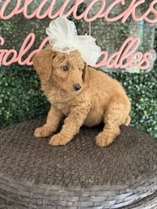 F1B Standard Goldendoodle Puppy “Faffie” 55-65 lbs Female Pups 6