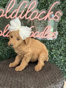 F1B Standard Goldendoodle Puppy “Faffie” 55-65 lbs Female Pups 7