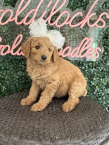 F1B Standard Goldendoodle Puppy “Faffie” 55-65 lbs Female Pups 8