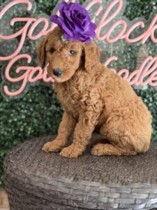F1B Standard Goldendoodle Puppy “Jocelyn” 55-65 lbs Female Pups 2
