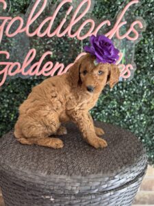F1B Standard Goldendoodle Puppy “Jocelyn” 55-65 lbs Female Pups 3