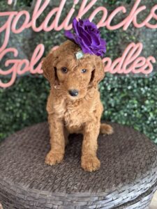 F1B Standard Goldendoodle Puppy “Jocelyn” 55-65 lbs Female Pups 4