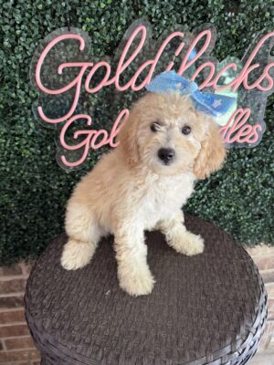 F1B Mini Goldendoodle Puppy “Sherlock Bones” 25-35 lbs Male Pups, Born on 5/29/25
