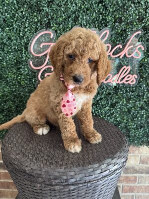 F1B Standard Goldendoodle Male Puppy “Homeslice” 55-65 lbs, $150/month (PayPal Pay Later)