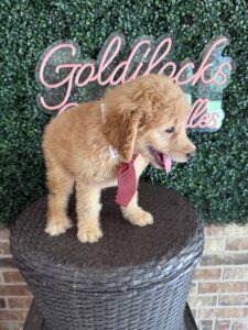 F1B Mini Goldendoodle Puppy “Sherlock Bones” 25-35 lbs 2