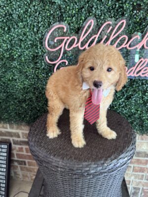 F1B Mini Goldendoodle Puppy “Sherlock Bones” 25-35 lbs 3