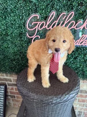 F1B Mini Goldendoodle Puppy “Sherlock Bones” 25-35 lbs 3