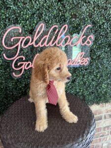F1B Mini Goldendoodle Puppy “Sherlock Bones” 25-35 lbs 4