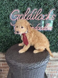 F1B Mini Goldendoodle Puppy “Sherlock Bones” 25-35 lbs 5