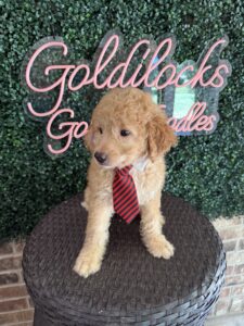 F1B Mini Goldendoodle Puppy “Sherlock Bones” 25-35 lbs 6