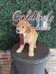 F1B Mini Goldendoodle Puppy “Sherlock Bones” 25-35 lbs 7