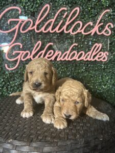 F1B Standard Goldendoodle Male Puppy “1st Pick” 55-65 lbs