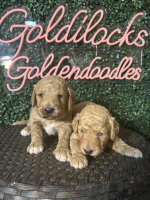 F1B Standard Goldendoodle Male Puppy “1st Pick” 55-65 lbs
