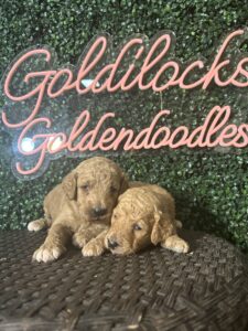 F1B Standard Goldendoodle Male Puppy “1st Pick” 55-65 lbs 2
