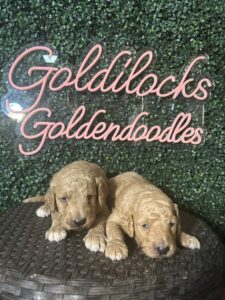 F1B Standard Goldendoodle Male Puppy “1st Pick” 55-65 lbs 3