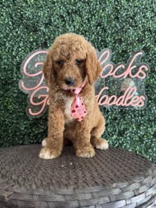 F1B Standard Goldendoodle Male Puppy “Homeslice” 55-65 lbs 2