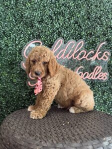 F1B Standard Goldendoodle Male Puppy “Homeslice” 55-65 lbs 3