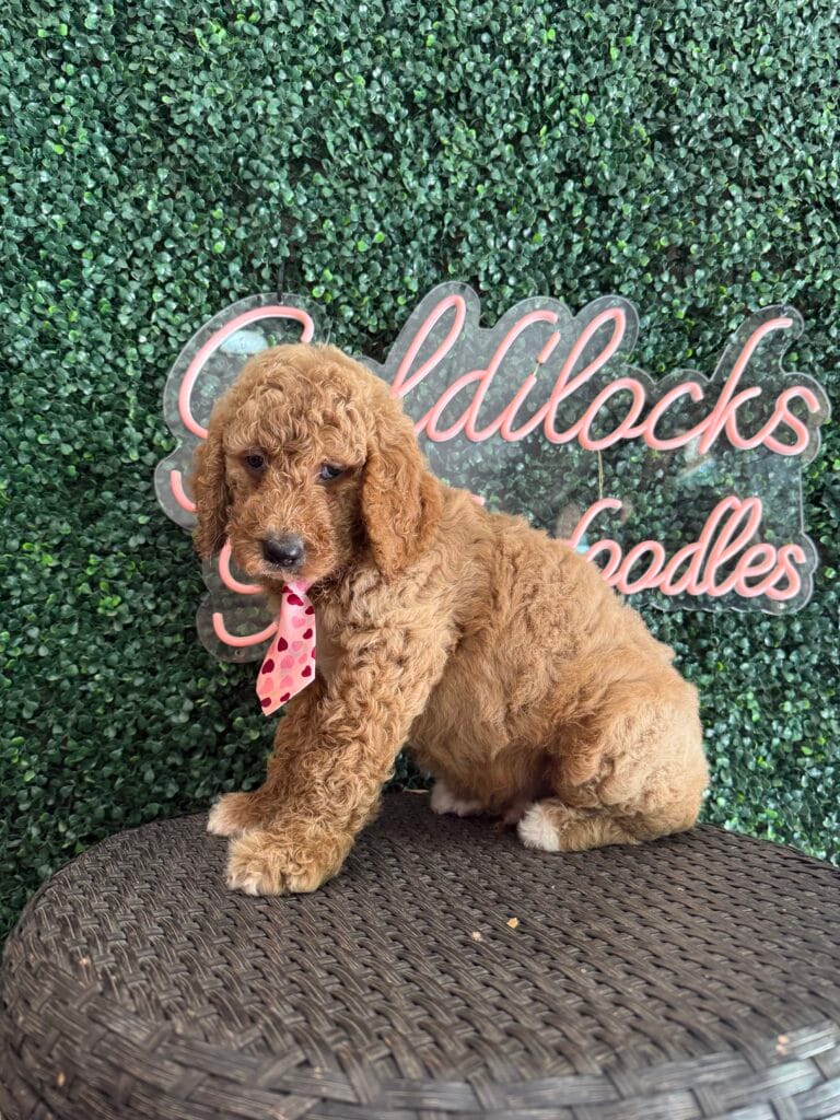 F1B Standard Goldendoodle Male Puppy “Homeslice” 55-65 lbs 3