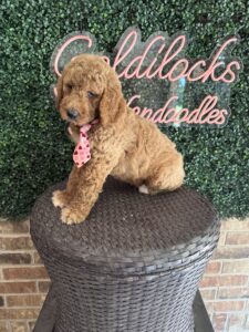 F1B Standard Goldendoodle Male Puppy “Homeslice” 55-65 lbs 4