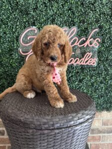 F1B Standard Goldendoodle Male Puppy “Homeslice” 55-65 lbs 5