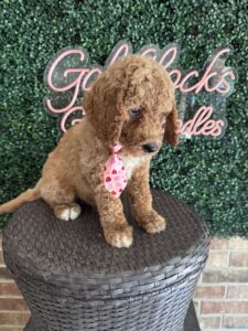 F1B Standard Goldendoodle Male Puppy “Homeslice” 55-65 lbs 6