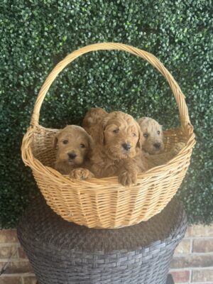 F1B Micro Goldendoodle Male Puppy “1st pick” 15-25 lbs, DOB 7/29, Ready 9/23, $150/month (PayPal Pay Later)