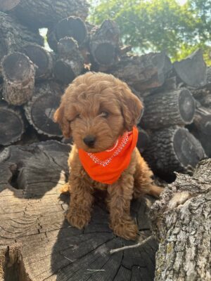 F1B Micro Goldendoodle Puppy “Mutt Damon” 15-25 lbs Male Pups, Born on 06/05/2025