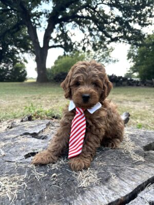 F1B Micro Goldendoodle Puppy “Andy WarHOWL” 15-25 lbs Male Pups, Born on 06/05/2025