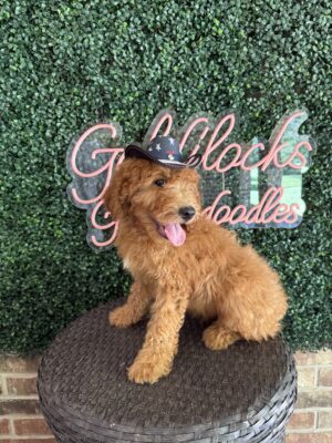 F1B Mini Goldendoodle Male Puppy “Bruiser” 25-35 lbs, DOB 5/29/25, $150/month (PayPal Pay Later)