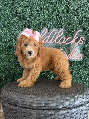 F1B Mini Goldendoodle Female Puppy “Vera Fang” 25-35 lbs, DOB 5/29/25, $150/month (PayPal Pay Later)