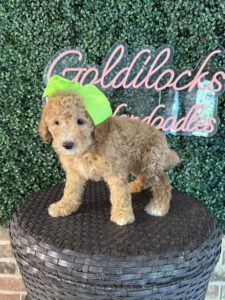 F1B Mini Goldendoodle Puppy “Katy Pawry” 25-35 lbs Female Pups, Born on 5/29/25
