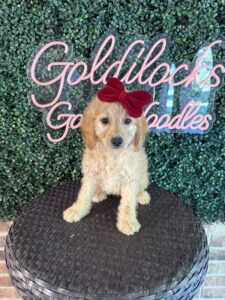 F1B Mini Goldendoodle Puppy “Virginia Wolf” 25-35 lbs Female Pups, Born on 5/29/25